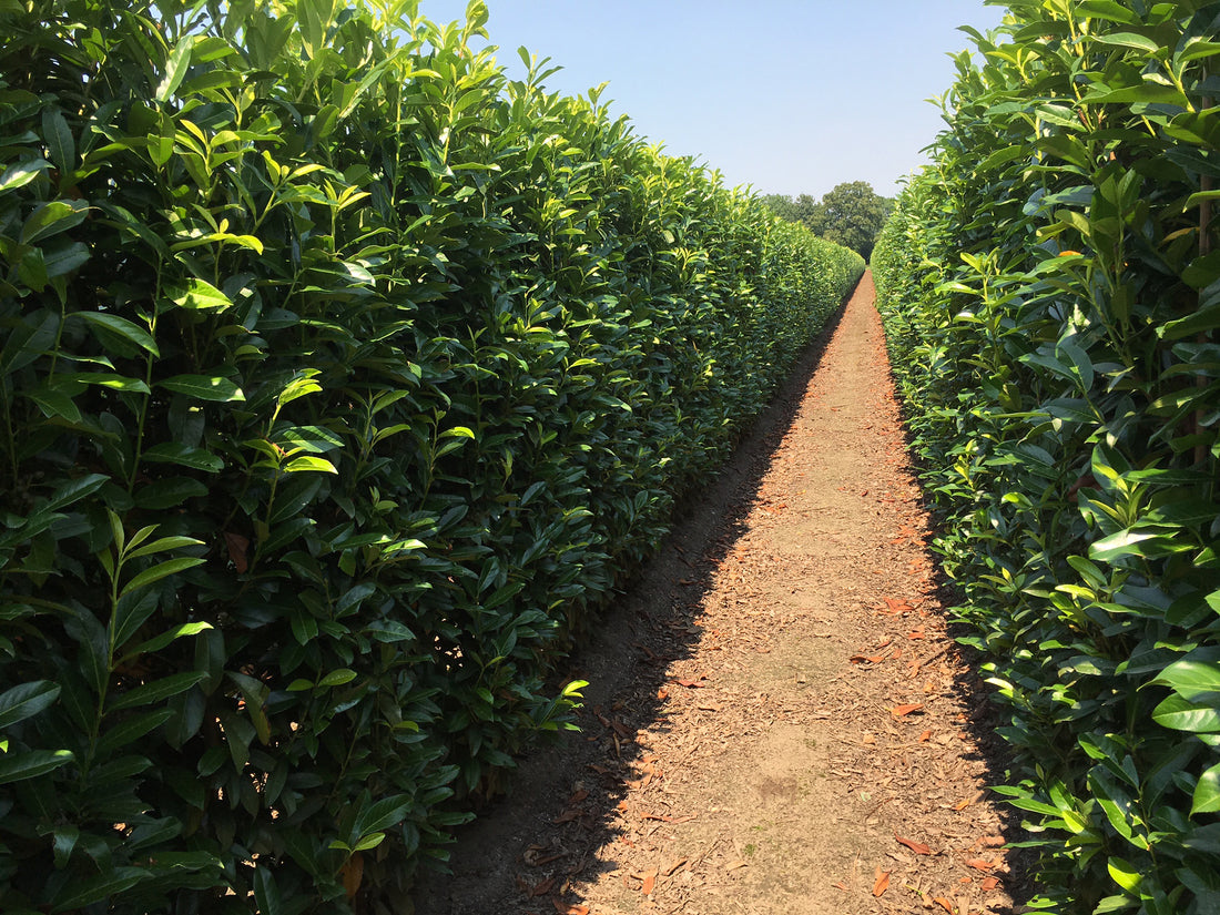 Prunus laurocerasus "Genolia" 180–200cm Fertighecke