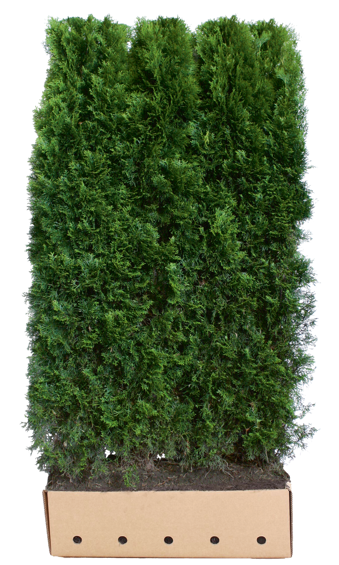 Thuja occidentalis "Smaragd" 200cm Fertighecke