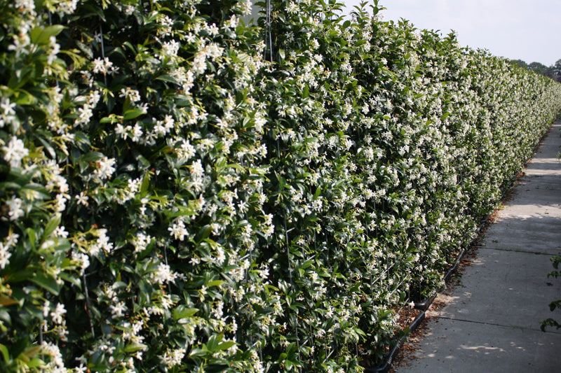 Trachelospermum jasminoides 160-180cm Fertighecke