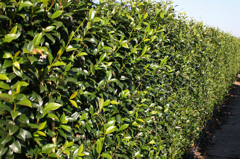 Trachelospermum jasminoides 160-180cm Fertighecke