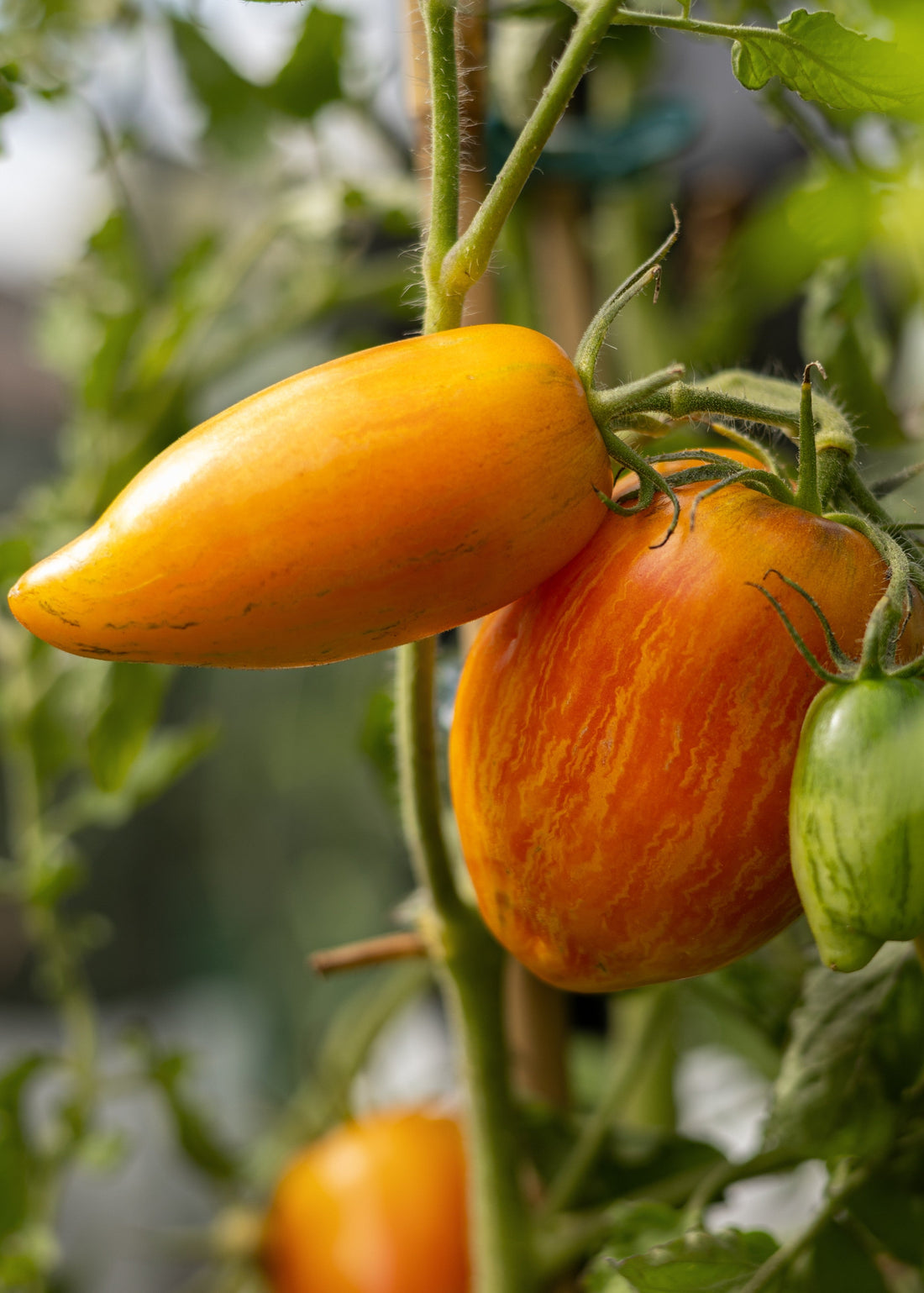 Yellow Fire - Tomatensamen