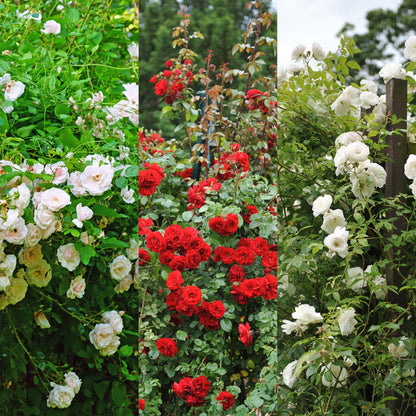 Kletterrose - Rose Tricolour - Blumen Rosa Weiß Rot - Geringer Pflegeaufwand - 3 Pflanzen - Topf 11cm Höhe 40cm