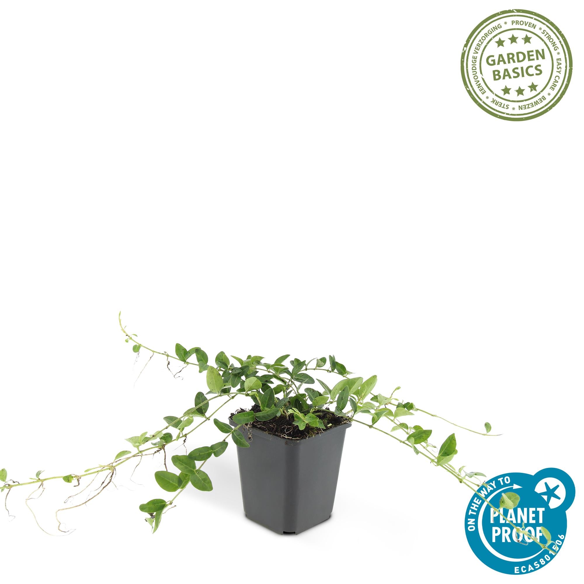 24x Vinca minor ‘Alba’ – Weißblühendes Immergrün für Beete &amp; Gehölzränder – Höhe 10–25 cm – Ø 9 cm