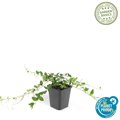 24x Vinca minor ‘Alba’ – Weißblühendes Immergrün für Beete &amp; Gehölzränder – Höhe 10–25 cm – Ø 9 cm