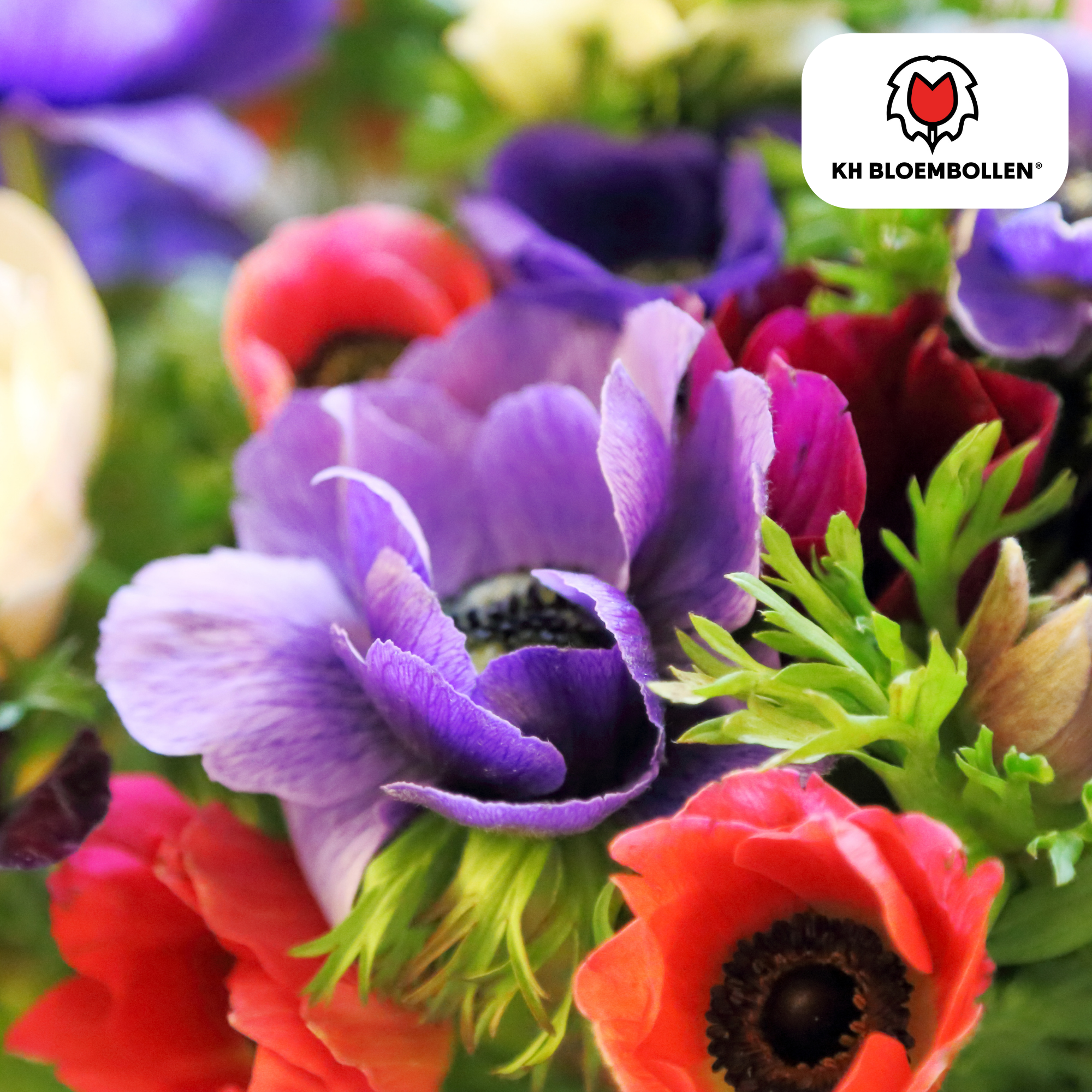 Anemonen einzeln – 30 Stück | Farbenfrohe Frühlingsblüher