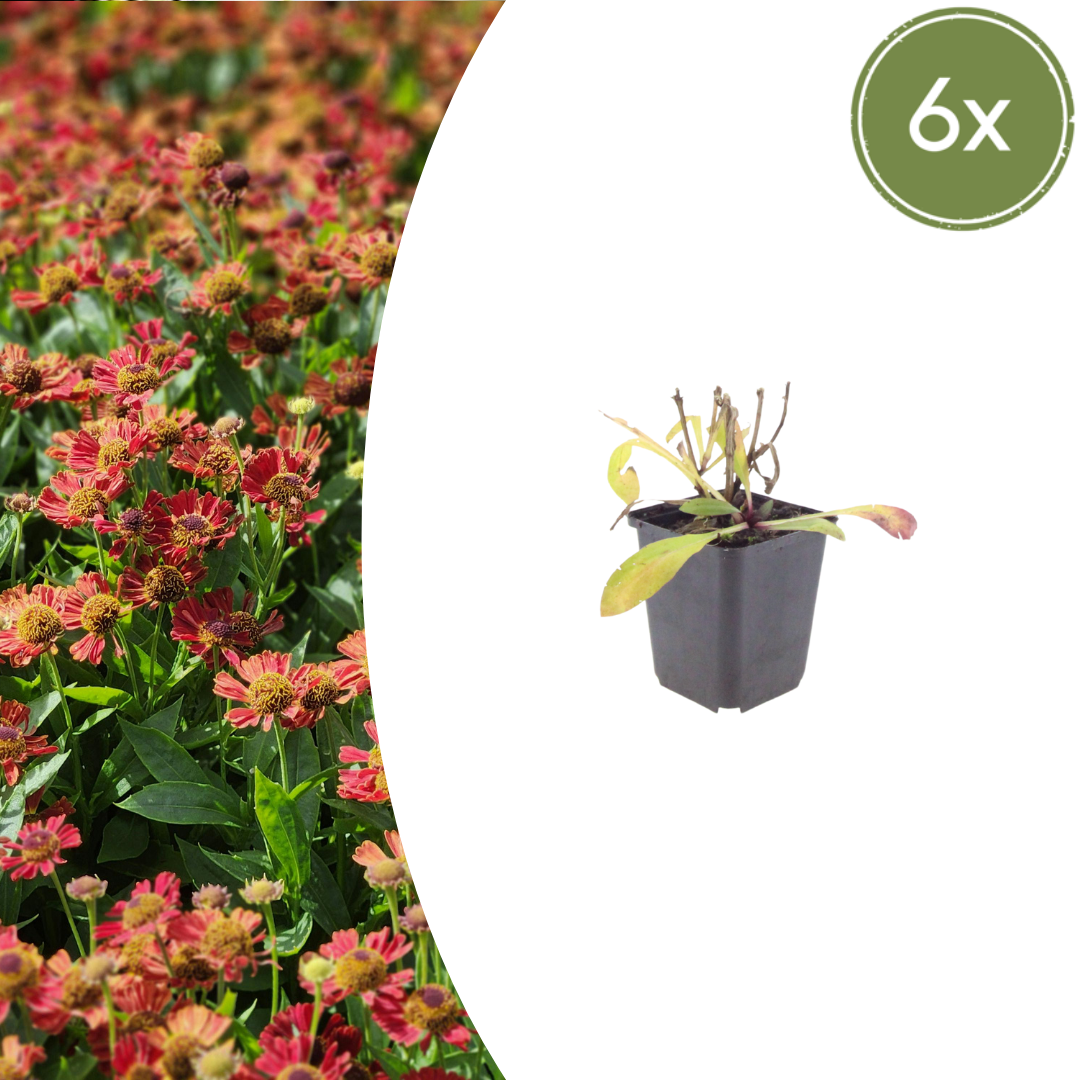 6x Helenium &