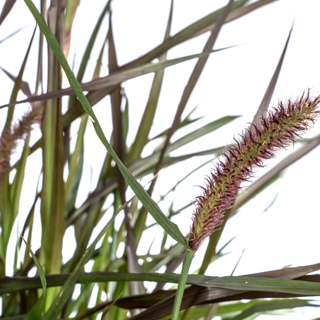 Lampenputzergras Pennisetum x advena Chelsea Ø27cm - ↕70 - 80cm