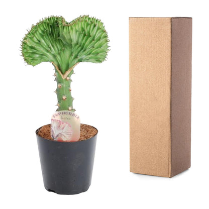 Euphorbia lactea Cristata grün- 30 cm - ø10,5