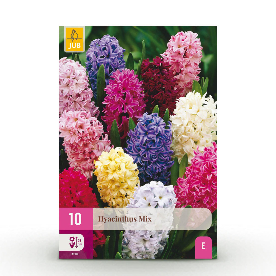 Blumenzwiebeln Hyazinthenmix | 10 Stück Bunte Farben – Zwiebelgröße 14/15 – XXL Pack