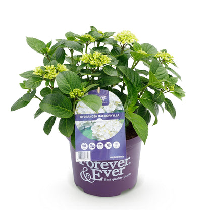 Hortensie - Hydrangea Forever &amp; Ever - Weiß - 7-12 Blüten - Topf 23cm Höhe 55cm