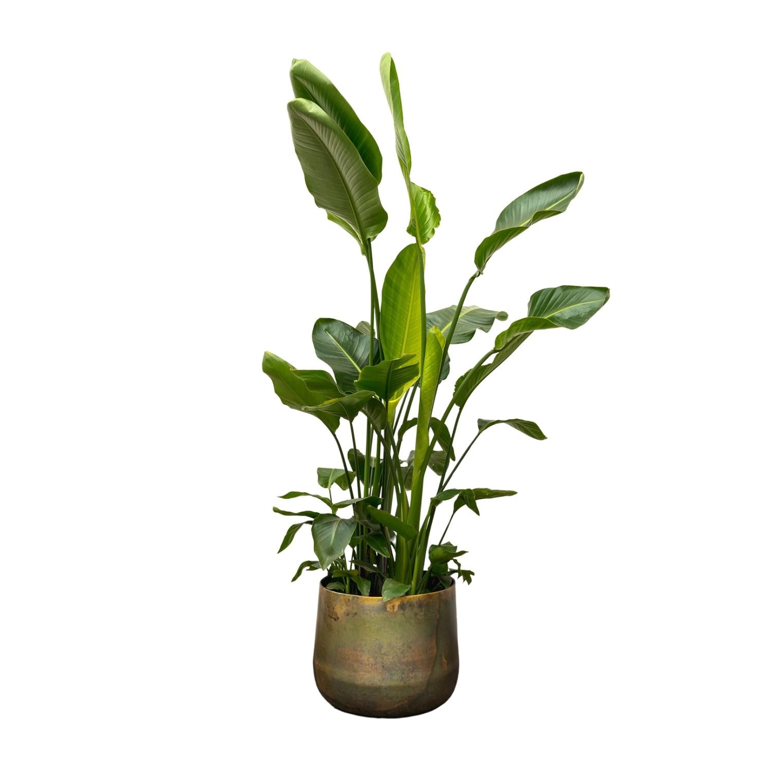 Strelitzia Augusta XL-XXXL – Exotischer Weißer Paradiesvogel