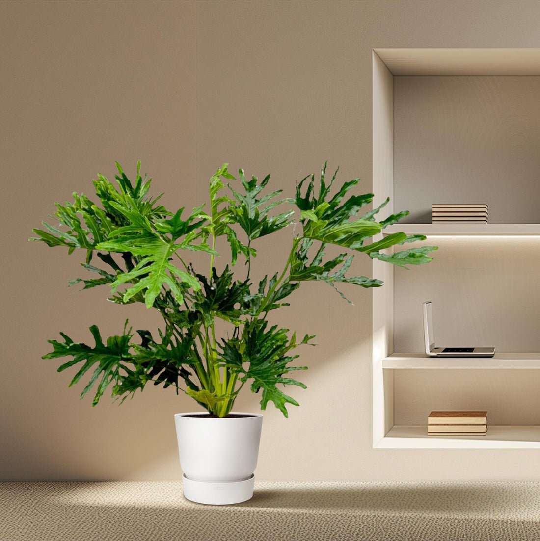 Philodendron Selloum 100 cm | Baum-Philodendron im Ø27 cm Topf – Tropisch &amp; Pflegeleicht