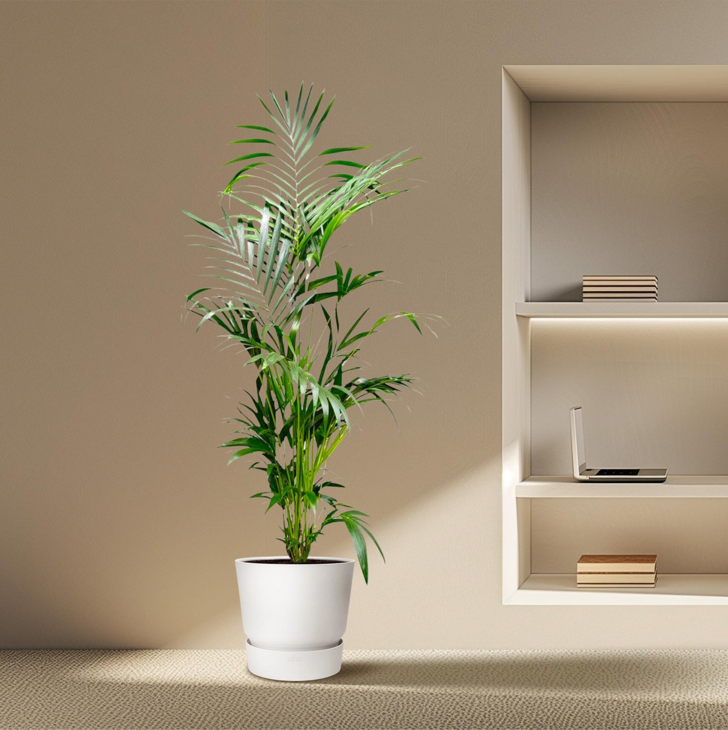 Kentia Palme 130 - 260 cm – Elegante Zimmerpalme