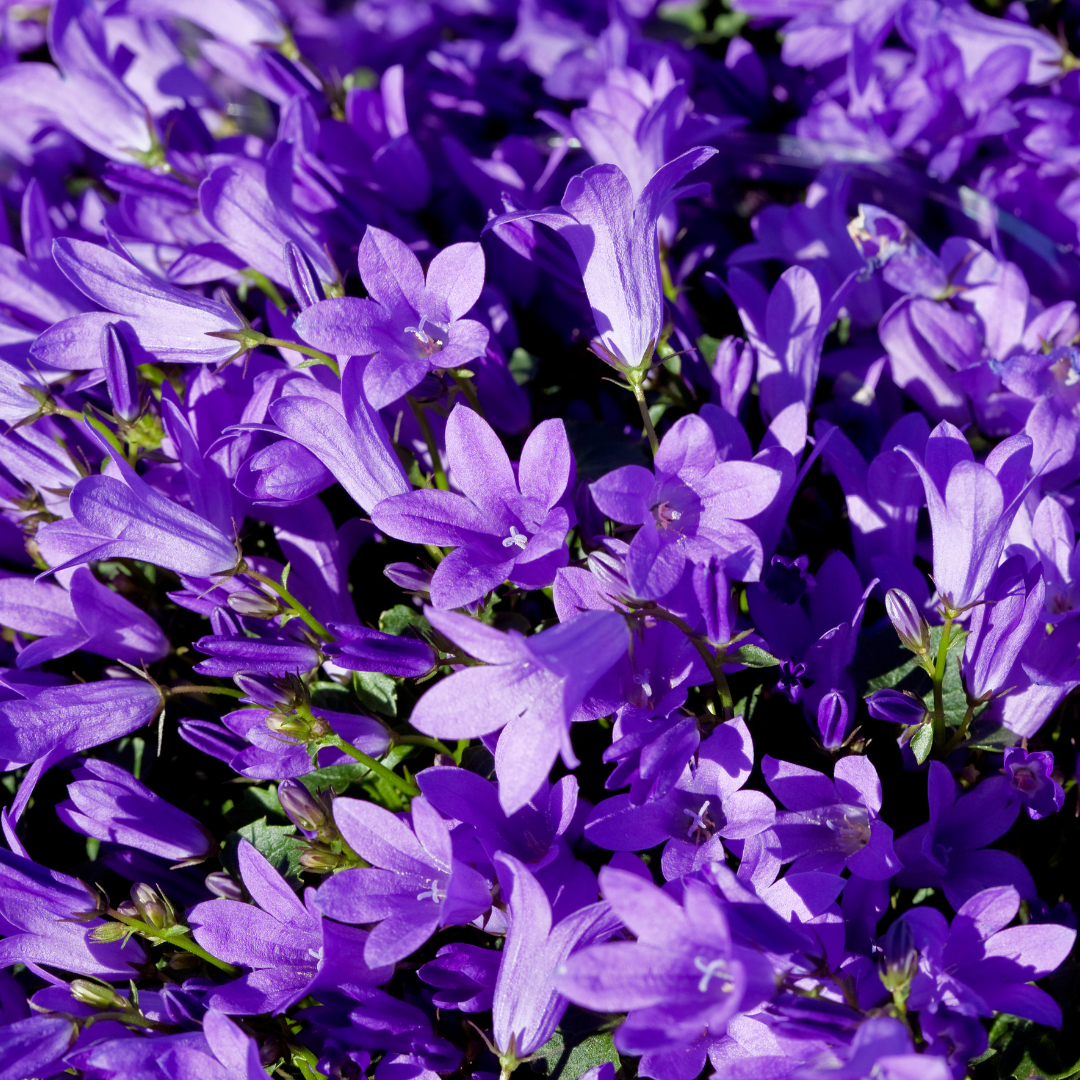 6x Campanula pers. &