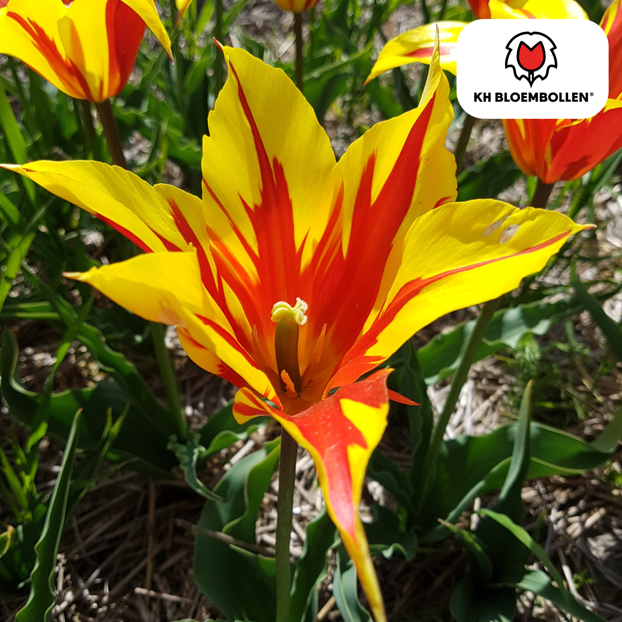 Tulpenzwiebeln Fire Wings – 20er-Pack | Papageien-Tulpe