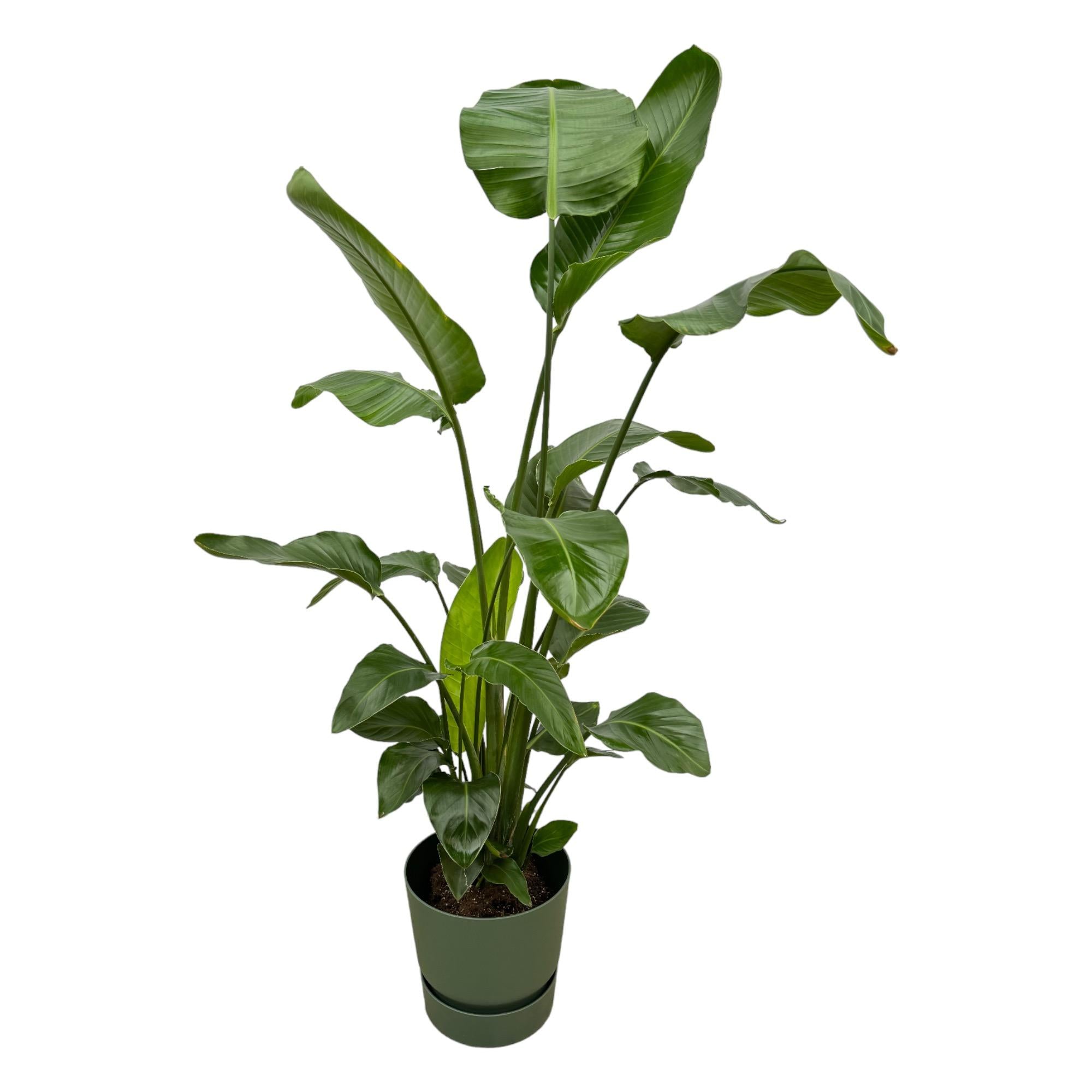Strelitzia Nicolai 180cm mit Topf – Weißer Paradiesvogel für Ihr Zuhause