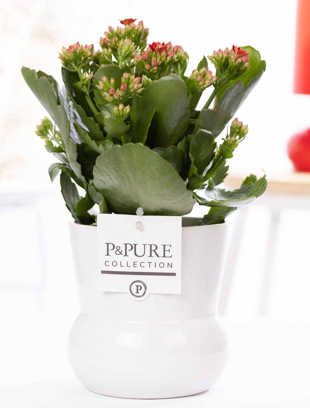 Kalanchoe Red In P&amp;PURE Plant Vase Maximawhite - Ø12cm - ↕27cm