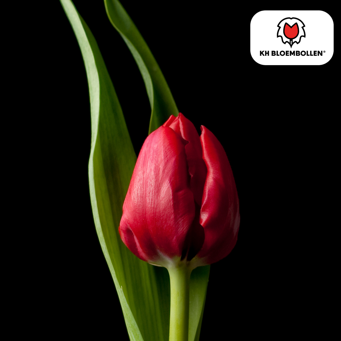 Tulpenzwiebeln Ile de France – 20er-Pack | Kräftig Rot &amp; Elegant