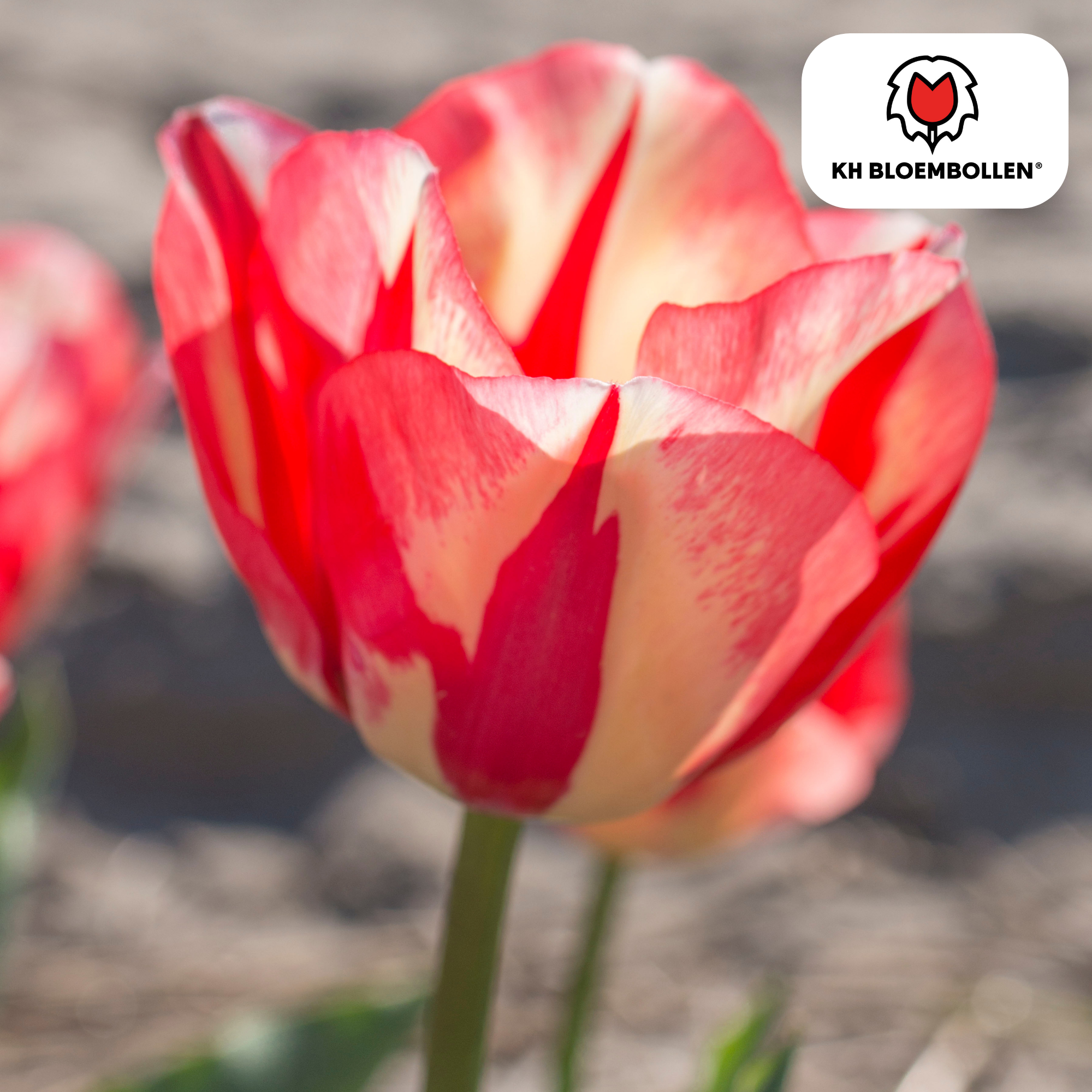Tulpenzwiebeln Spring Break – 20er-Pack | Frisch &amp; farbenfroh
