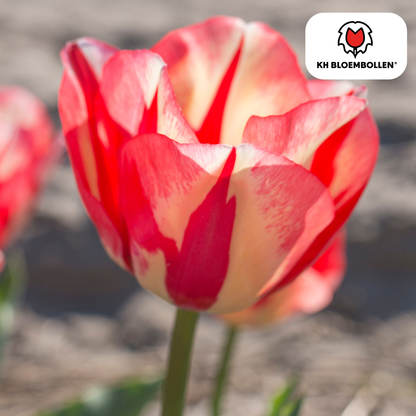 Tulpenzwiebeln Spring Break – 20er-Pack | Frisch &amp; farbenfroh