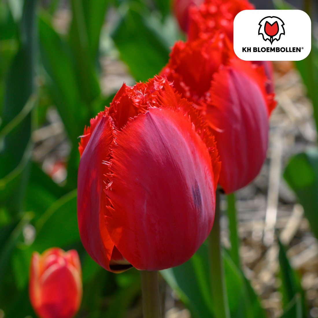 Tulpenzwiebeln Masterpeace – 20er-Pack | Intensiv &amp; edel