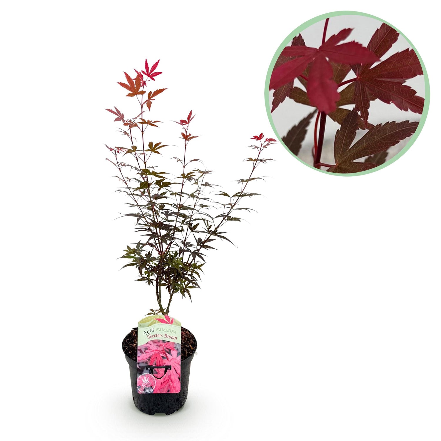Japanischer Ahorn - Acer palmatum Skeeters Broom - Lila - 1 Pflanze - Laubabwerfend - Topf 19cm Höhe 70cm