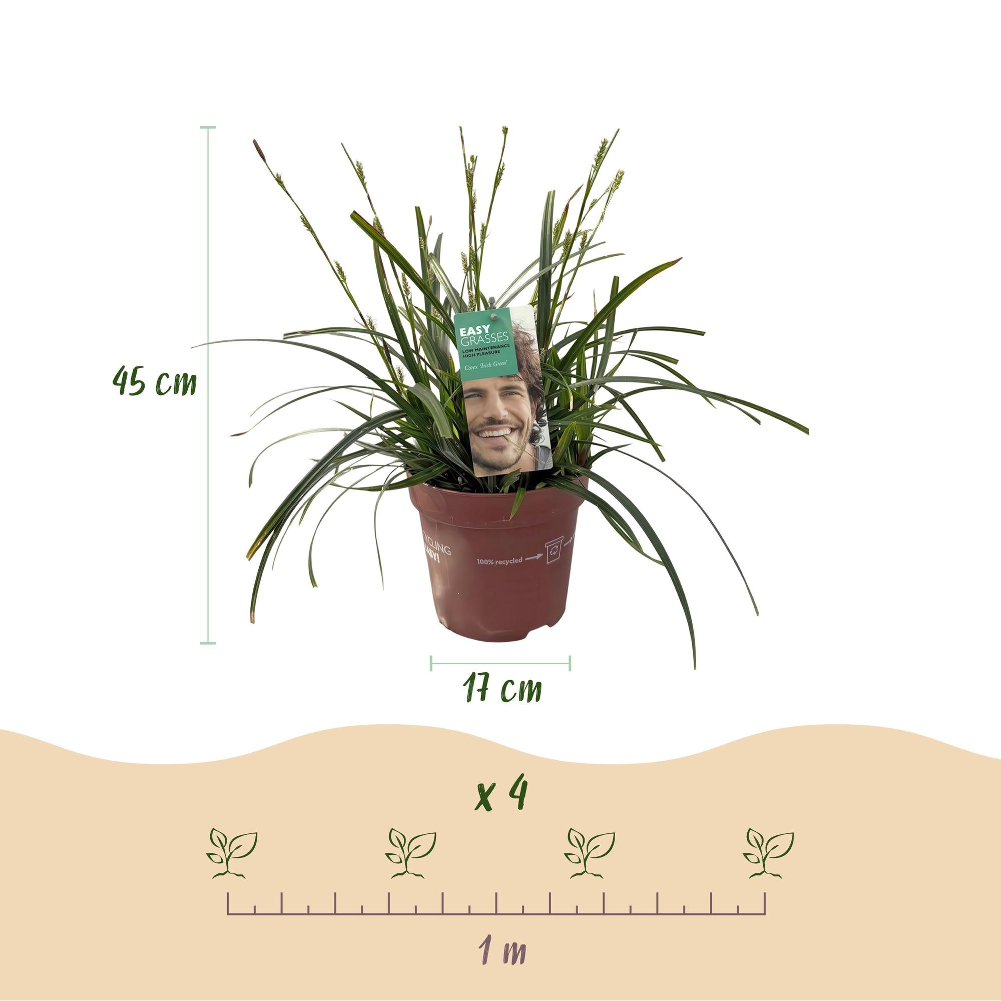Carex &