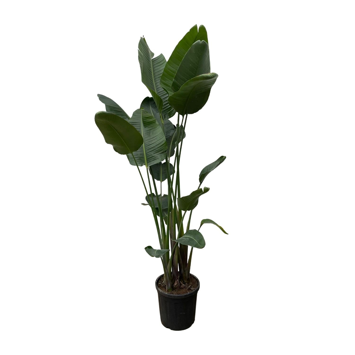 Strelitzia Augusta XL-XXXL – Exotischer Weißer Paradiesvogel