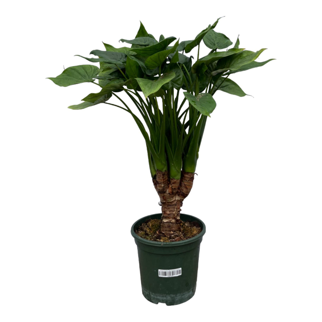 Alocasia Cucullata 120 cm kaufen – Exotische Glückspflanze