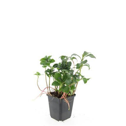 Pachysandra terminalis ‘Green Sheen’ – 24 Pflanzen, Ø 9 cm Topf, ↕ 10–25 cm – Immergrüner Bodendecker für Schattenlagen