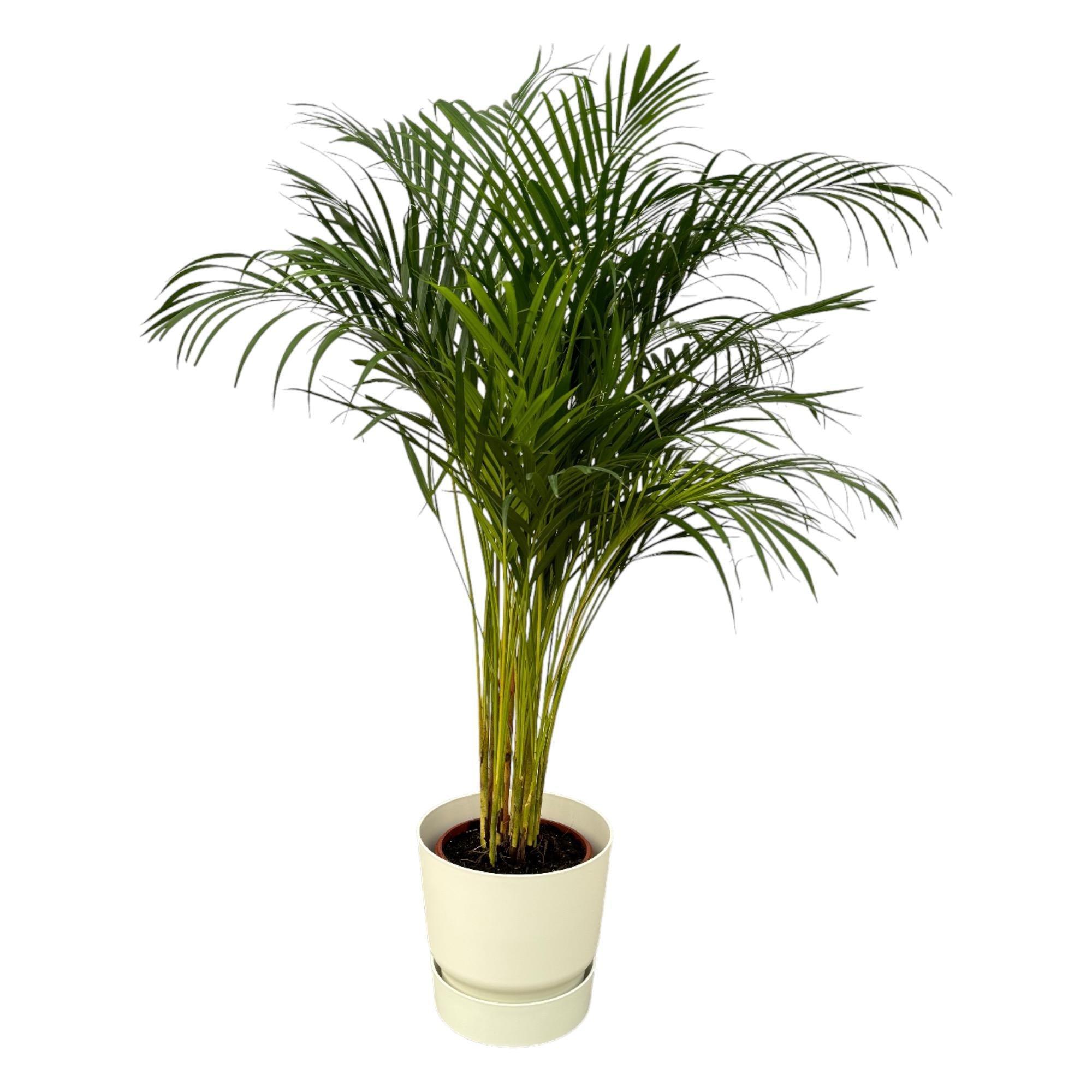 Areca-Palme 85 cm mit Topf – Goldfruchtpalme für gesunde Raumluft
