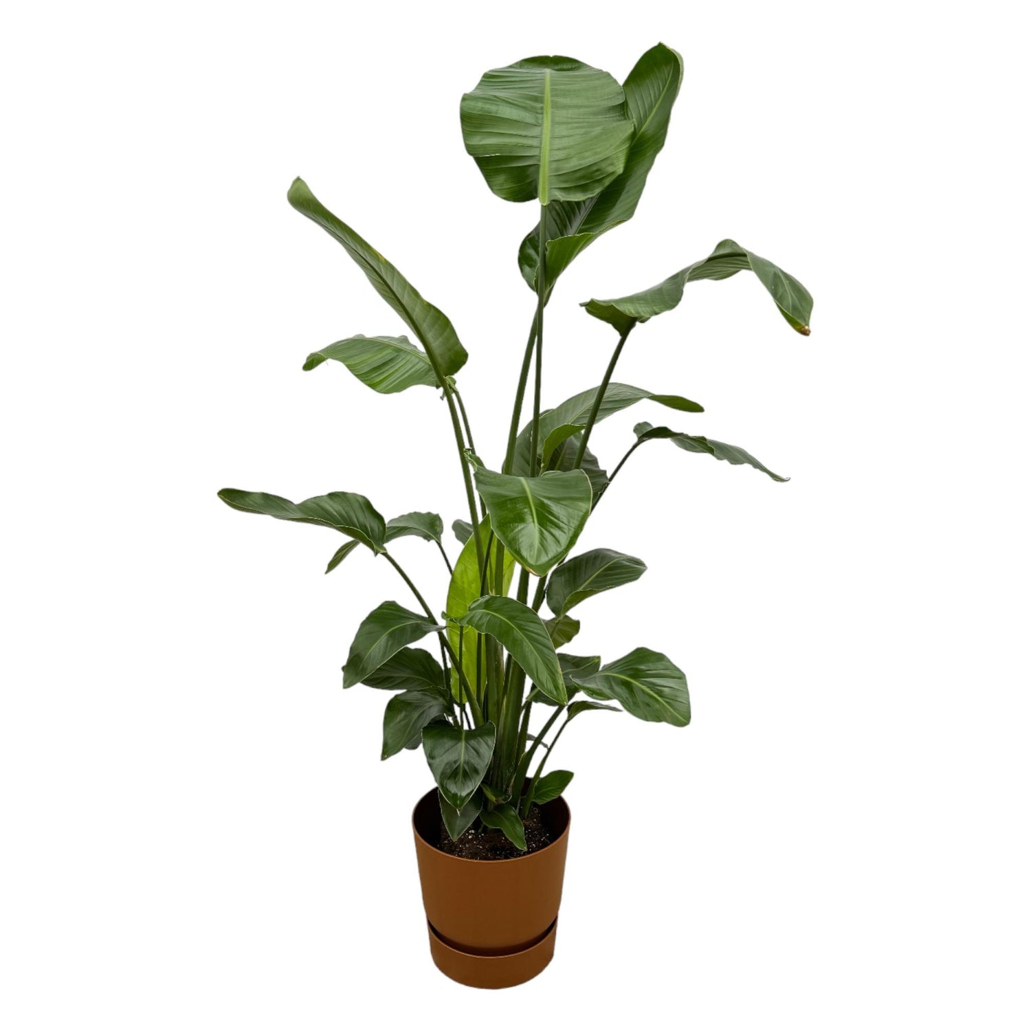 Strelitzia Nicolai 180cm mit Topf – Weißer Paradiesvogel für Ihr Zuhause