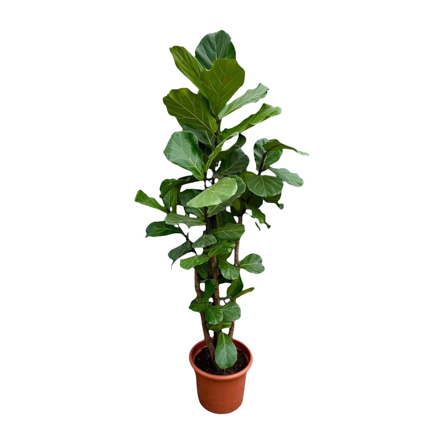 Ficus Lyrata auf Stamm 140 - 270cm kaufen – Elegante Geigenfeige für Innen