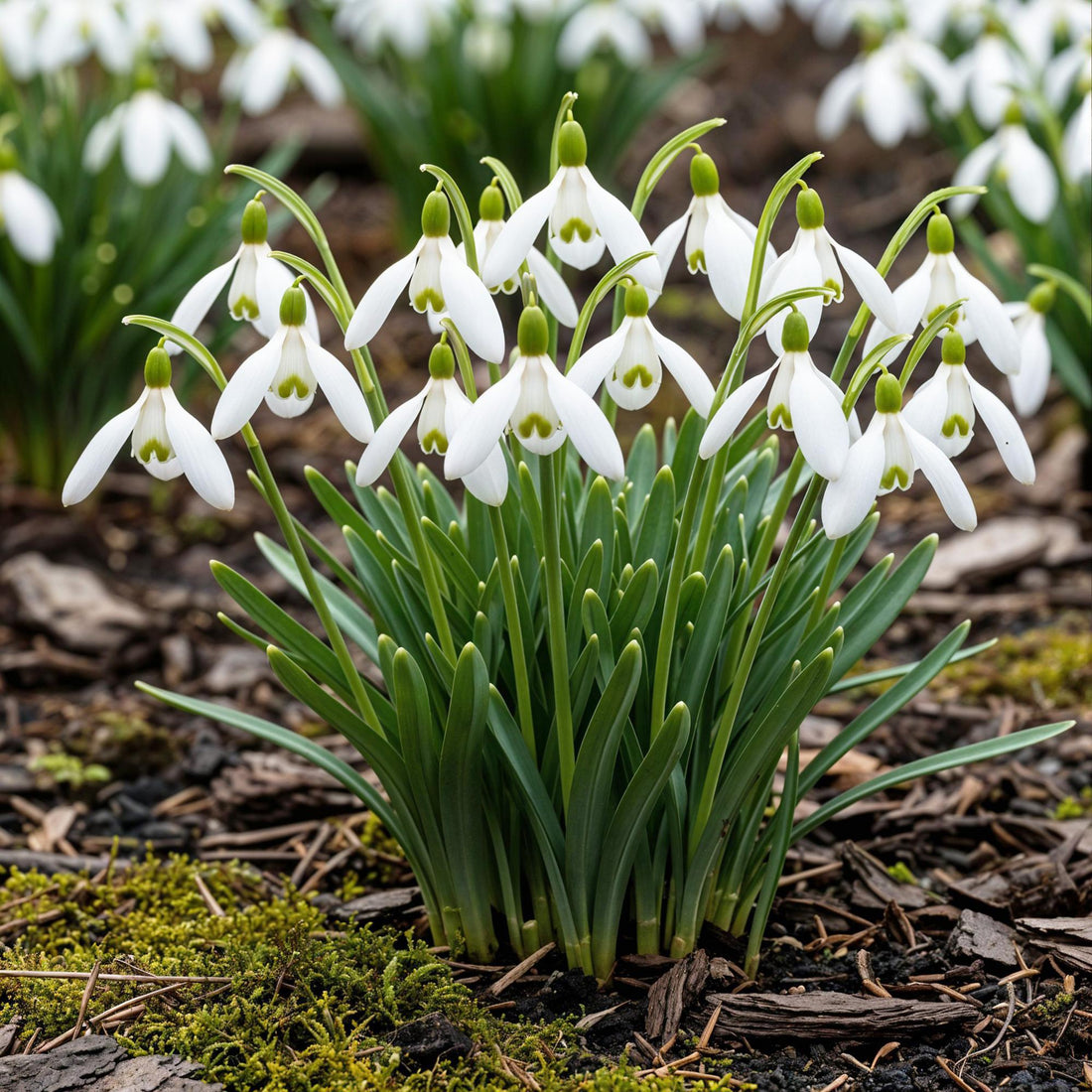 Blumenzwiebeln Galanthus Elwesii | 25 Stück Weiß – Zwiebelgröße 5/6 – XXL Pack