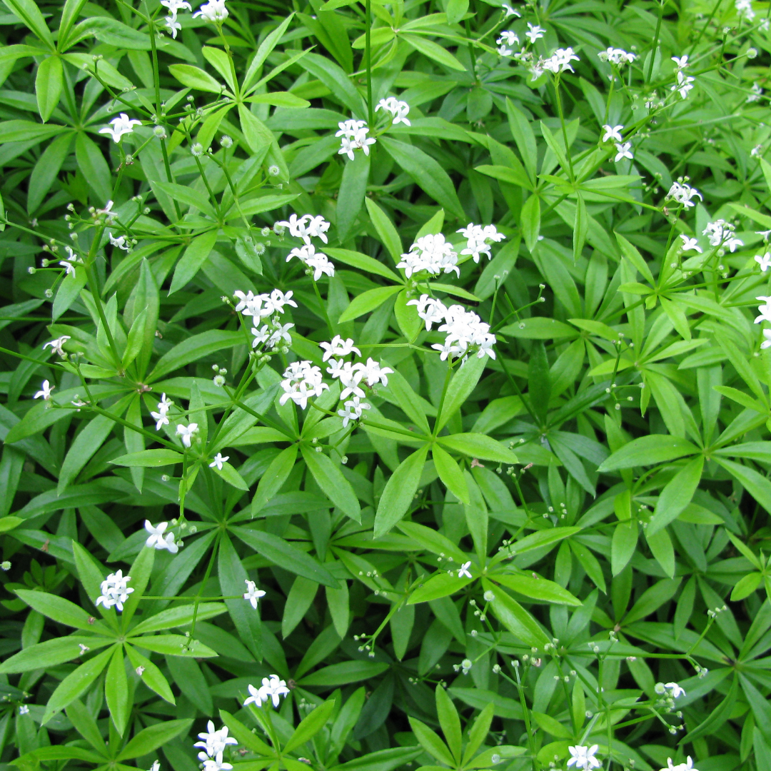6x Galium odoratum - ↕10-25cm - Ø9cm