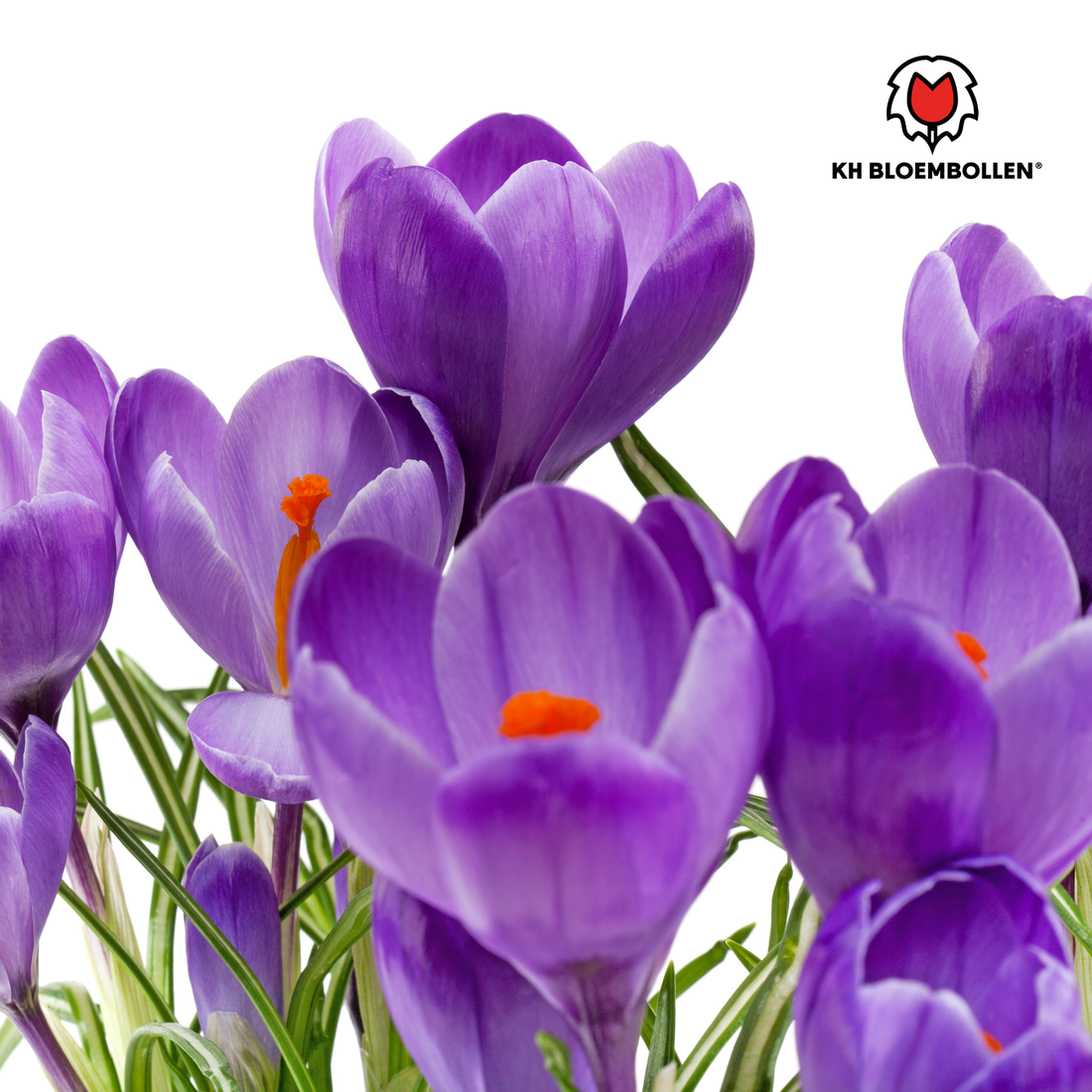 Lila Krokuszwiebeln – 30 Stück | Frühblüher in Violett