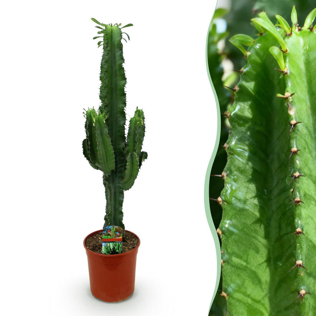Euphorbia eritrea - Afrikanischer Milchbaum in verschiedenen Größen