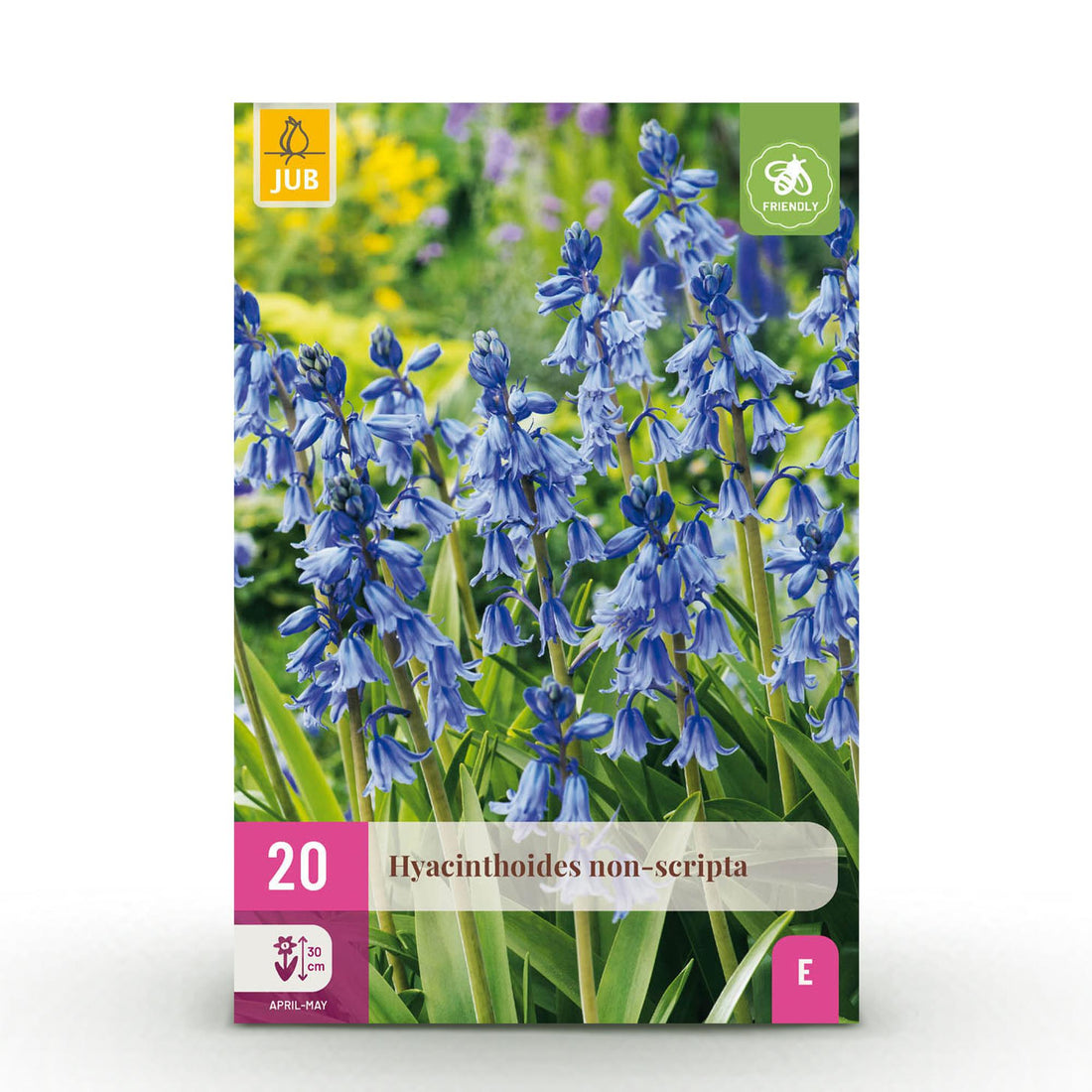Blumenzwiebeln Hyacinthoides non-scripta | 20 Stück Blau – Zwiebelgröße 7/8 – XXL Pack