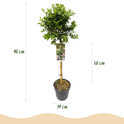 Euonymus fortunei Harlequin - Terrassenpflanze - Immergrün - Winterhart - Grün-Weiße Blätter - Topf 19cm Höhe 90cm