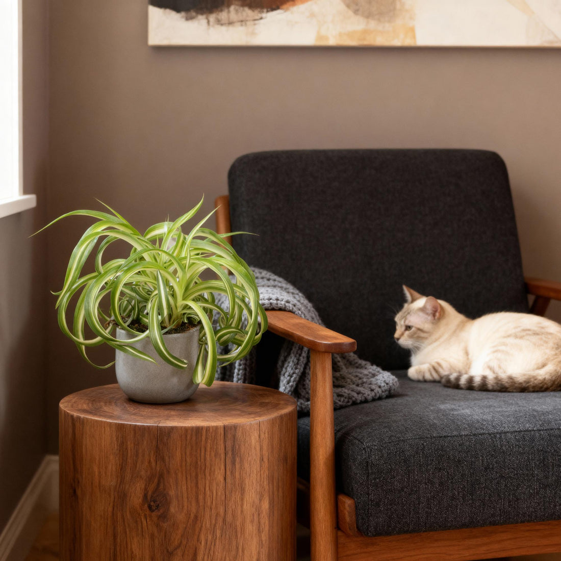 Chlorophytum comosum Bonnie - Lockige Graslilie - Haustierfreundliche Pflanze - Grün - 1 Pflanze - Topf 12cm - Höhe 20cm
