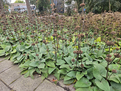 Phlomis russeliana – 24 Pflanzen Ø 9 cm ↕ 10–25 cm – Goldschopf-Brandkraut | Winterharte Staude für Sonne &amp; Halbschatten