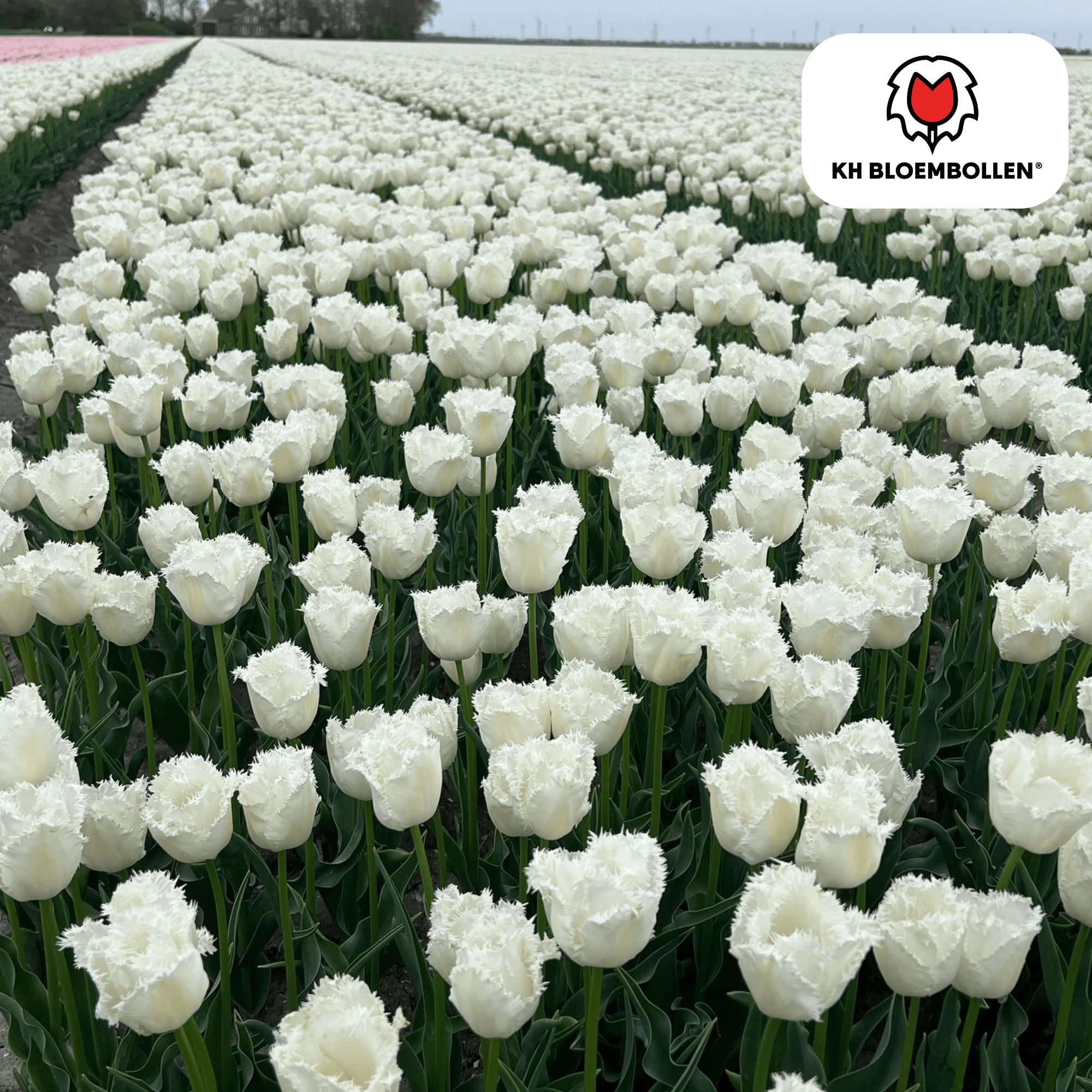 Tulpenzwiebeln Honeymoon | 20er-Pack | Weiß gefüllt