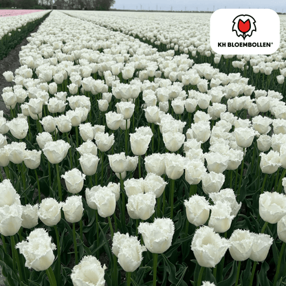 Tulpenzwiebeln Honeymoon | 20er-Pack | Weiß gefüllt