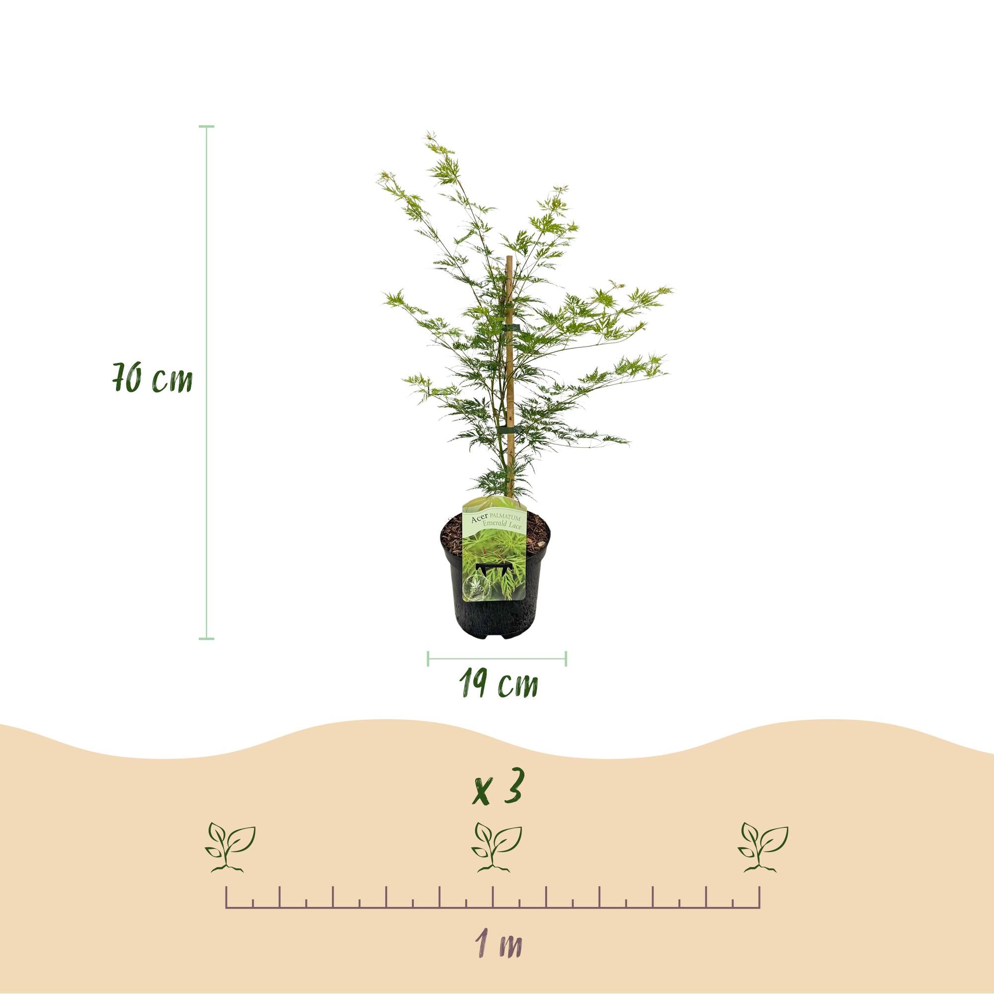 Japanischer Ahorn - Acer palmatum Emerald Lace - Grün - 1 Pflanze - Laubabwerfend - Topf 19cm Höhe 70cm