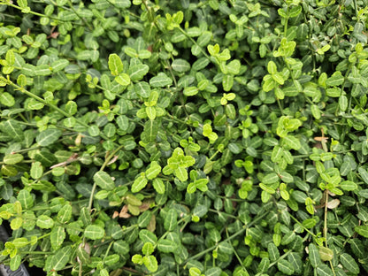 24x Euonymus fort. &