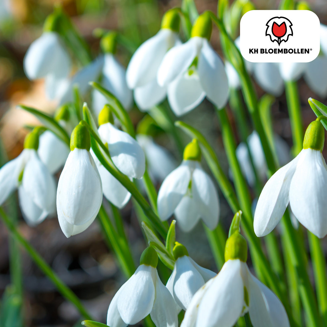 Schneeglöckchen – 30 Stück | Frühlingsbote für deinen Garten