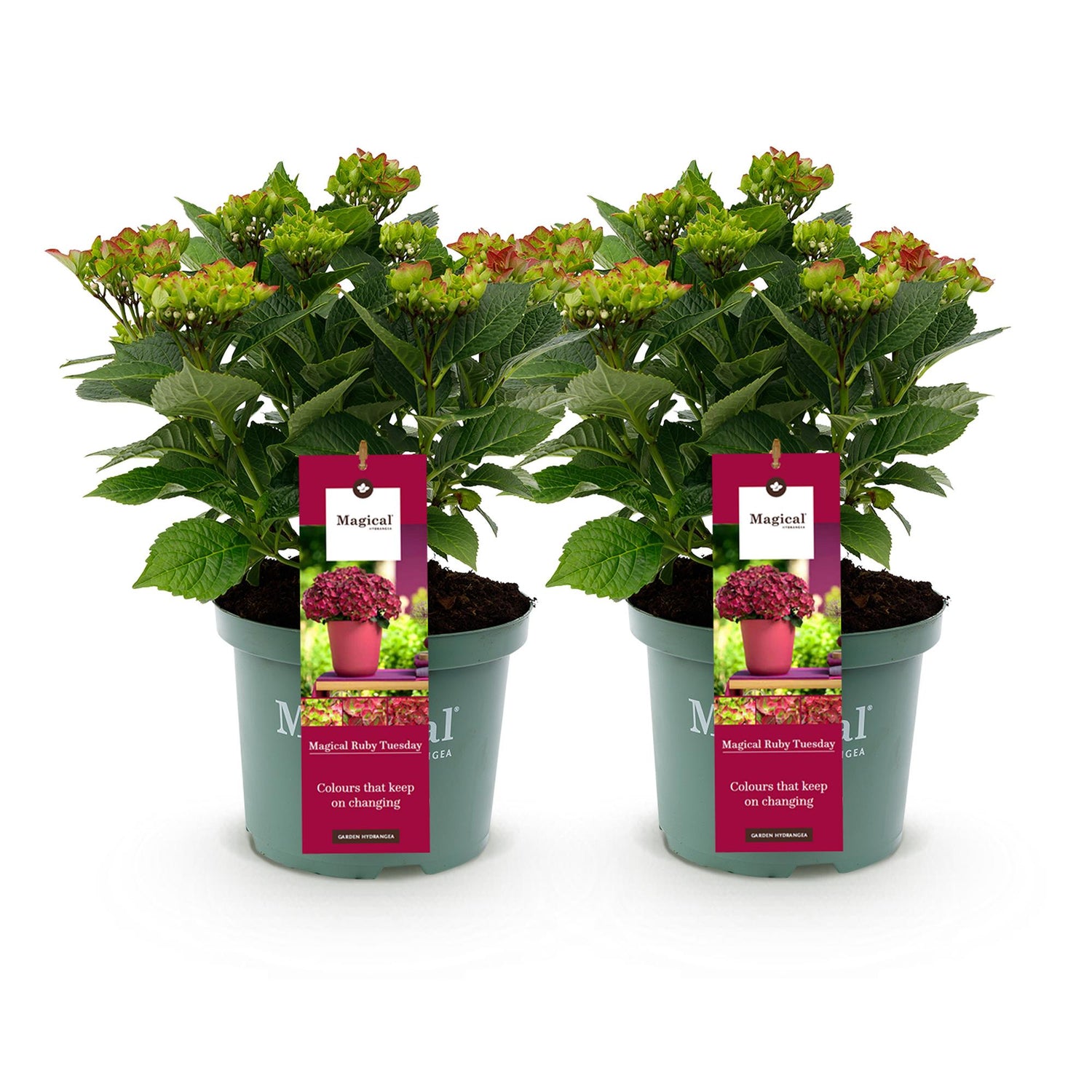 Balkon-Hortensie Magical Tuesday &amp; Sapphire Rot – 2 Pflanzen – 6–10 Blüten – Ø23 cm Topf – Höhe ca. 55 cm