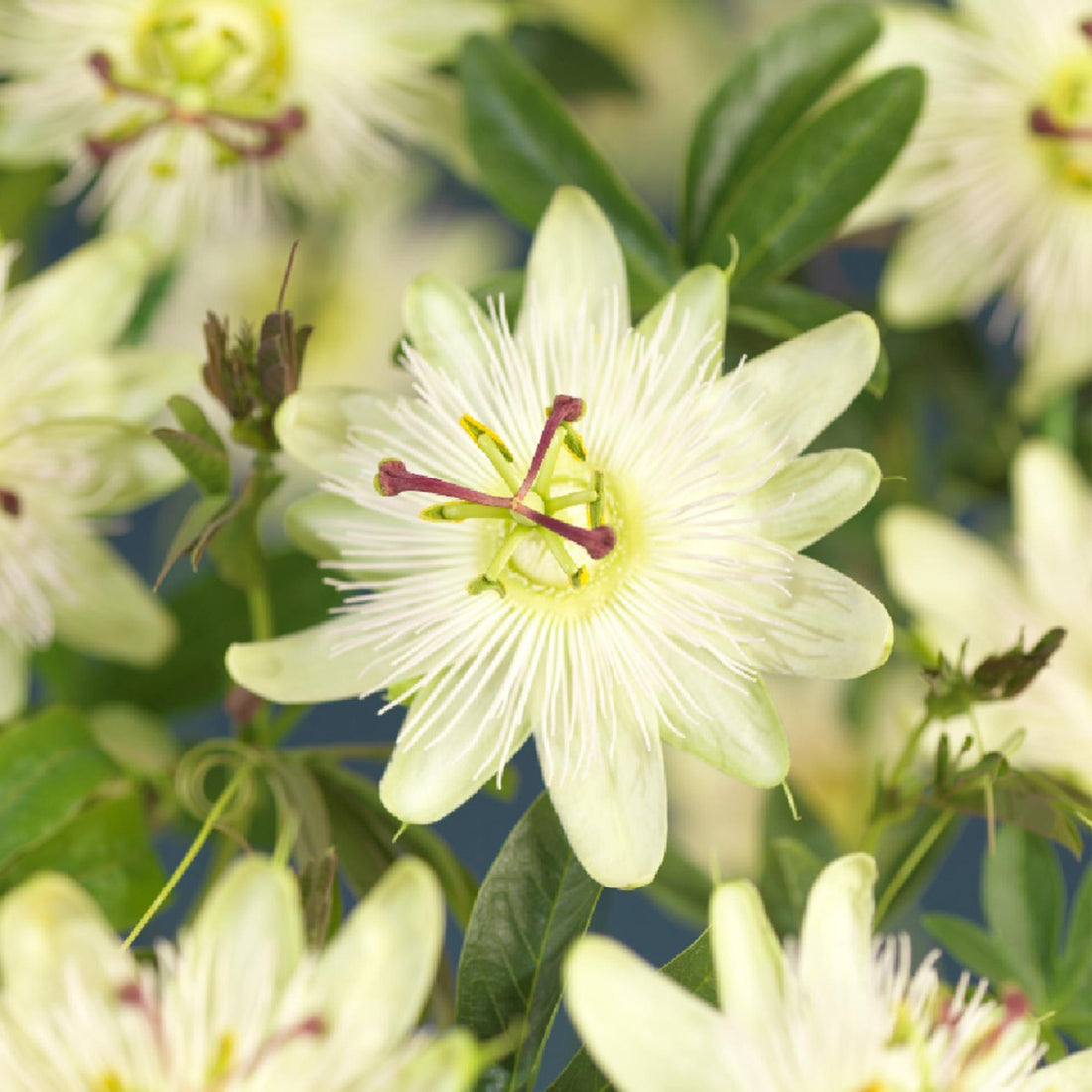 Passionsblume Passiflora Avalanche | Weiße Blüten – 2 Pflanzen 40 cm Ø11 cm Topf
