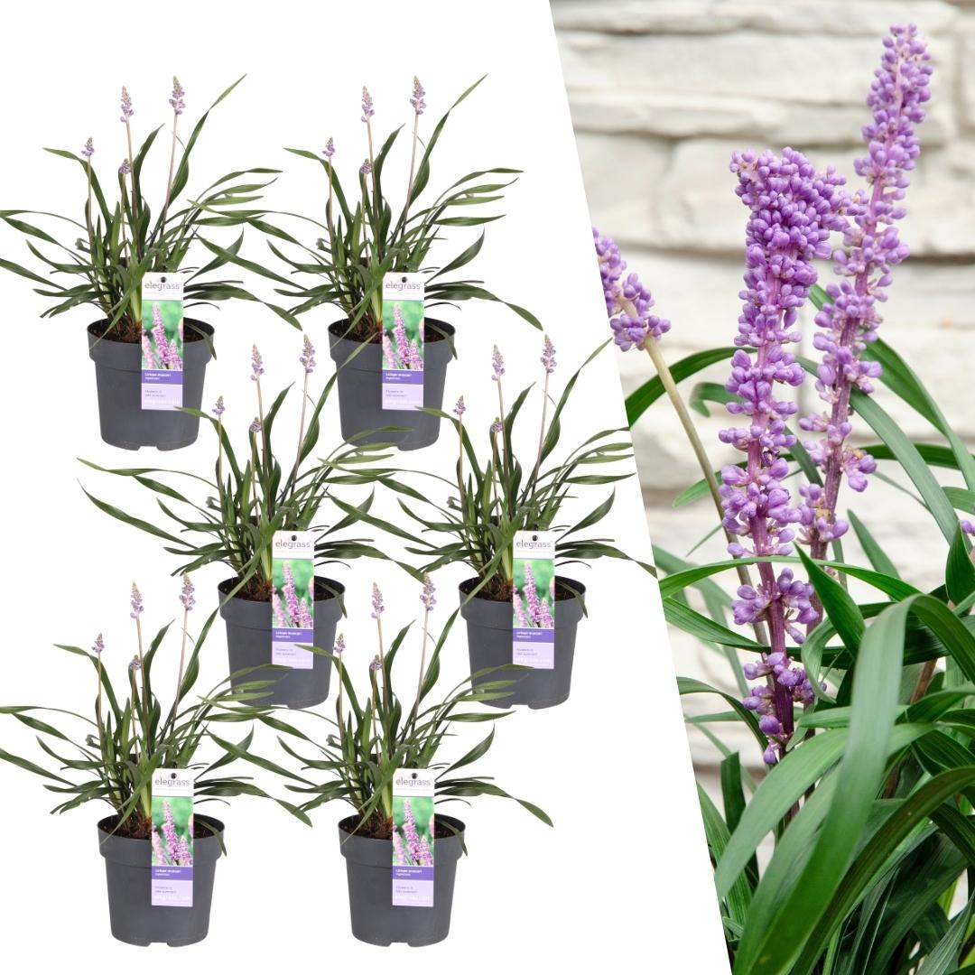Liriope muscari &