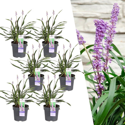 Liriope muscari &